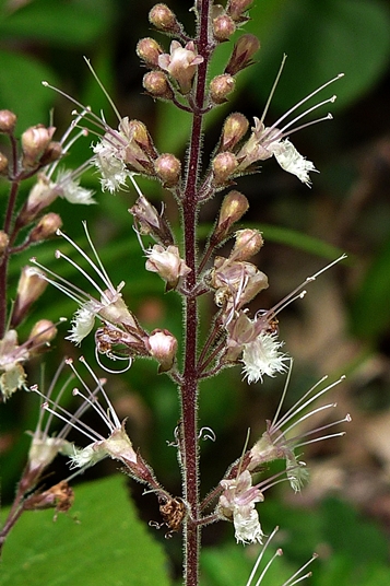 {Collinsonia verticillata}